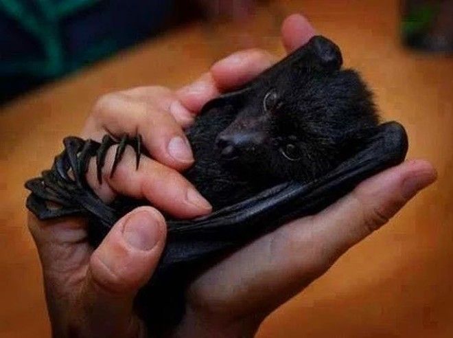 24 очаровательных фото летучих мышей которые вылечат вас от хироптофобии