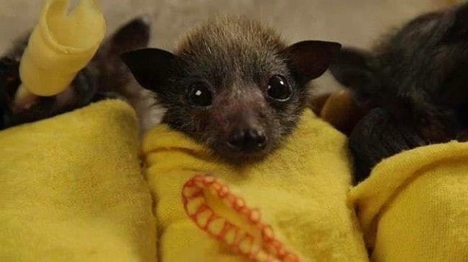 24 очаровательных фото летучих мышей которые вылечат вас от хироптофобии