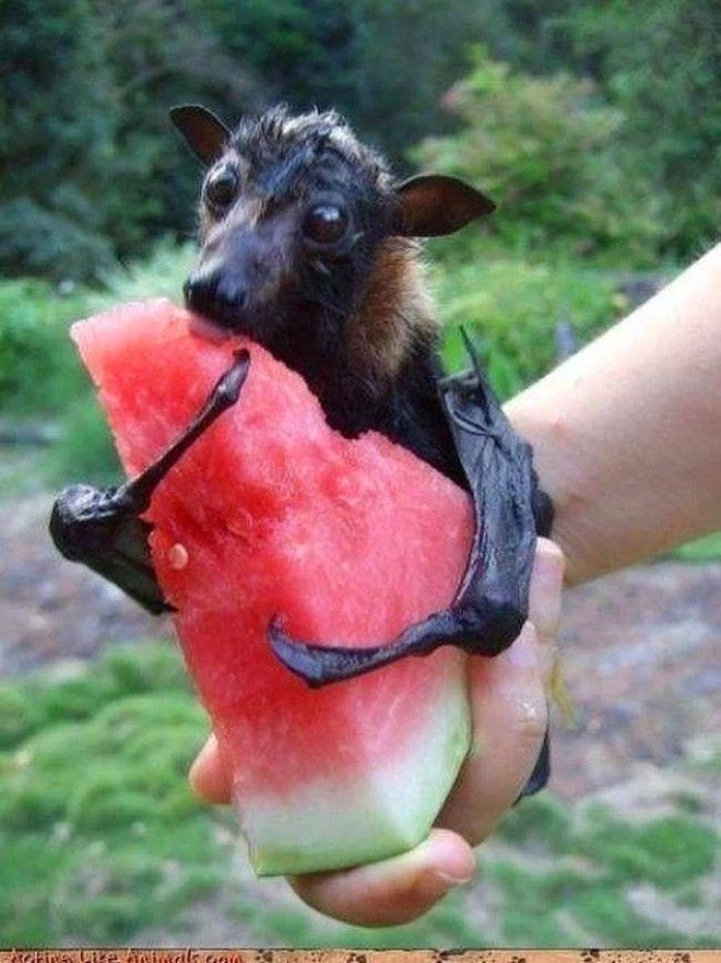 24 очаровательных фото летучих мышей которые вылечат вас от хироптофобии