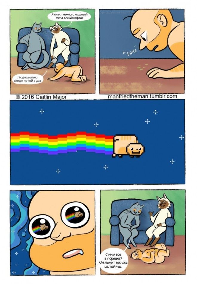 если бы кошки и люди поменялись местами Manfried the Man Человек по имени Манфред Кейтлин Мейджор Caitlin Major