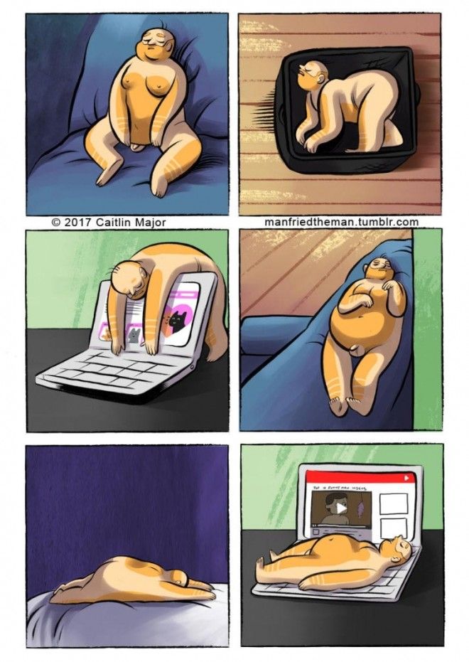 если бы кошки и люди поменялись местами Manfried the Man Человек по имени Манфред Кейтлин Мейджор Caitlin Major