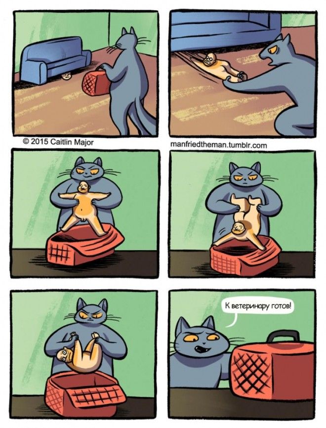 если бы кошки и люди поменялись местами Manfried the Man Человек по имени Манфред Кейтлин Мейджор Caitlin Major