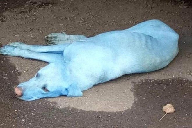 В Индии были найдены яркоголубые собаки и вот как это произошло