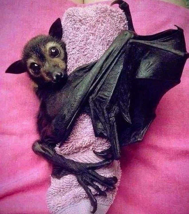 24 очаровательных фото летучих мышей которые вылечат вас от хироптофобии