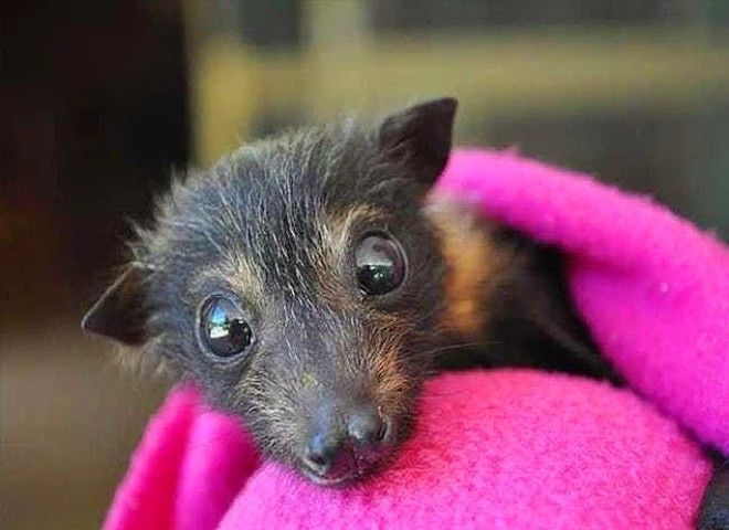 24 очаровательных фото летучих мышей которые вылечат вас от хироптофобии