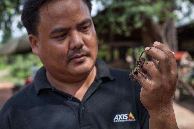 Охота на тарантулов в Камбодже