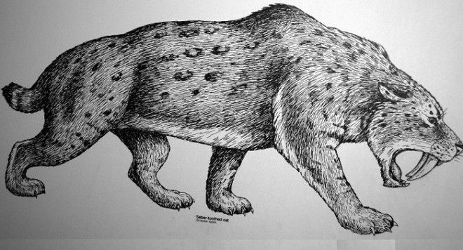 Smilodon fatalis - доисторический саблезубый тигр. | Фото: historicmysteries.com. Smilodon fatalis доисторический саблезубый тигр Фото historicmysteriescom