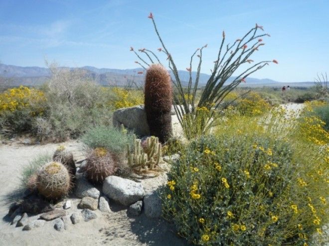 Цветущая пустыня прекрасная жизнь среди мёртвых песков