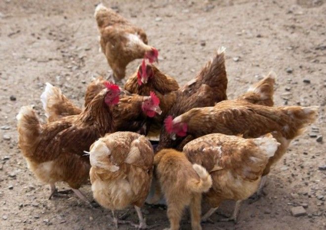 Ктото лишний