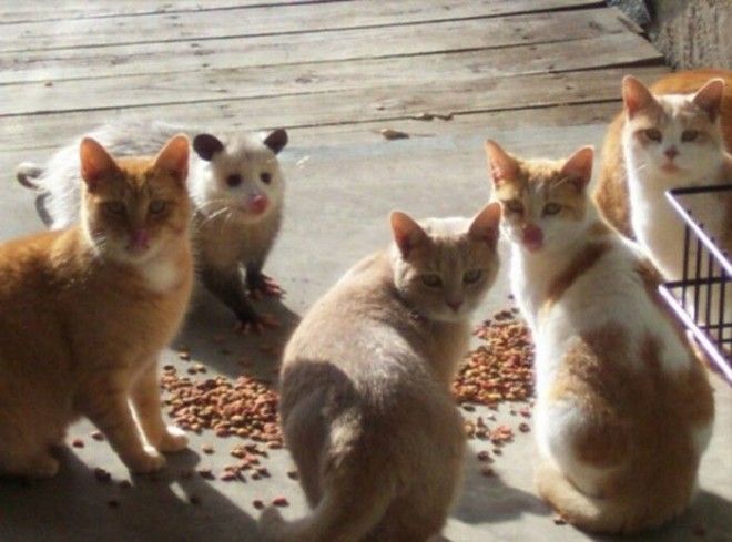 Ктото лишний