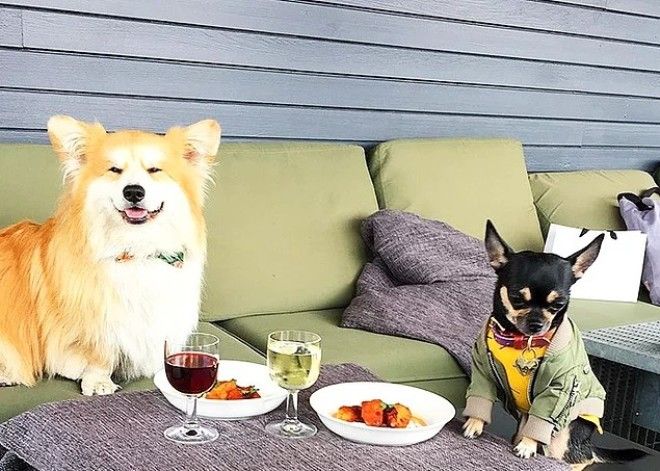 20 избалованных собак которые живут лучше чем все мы