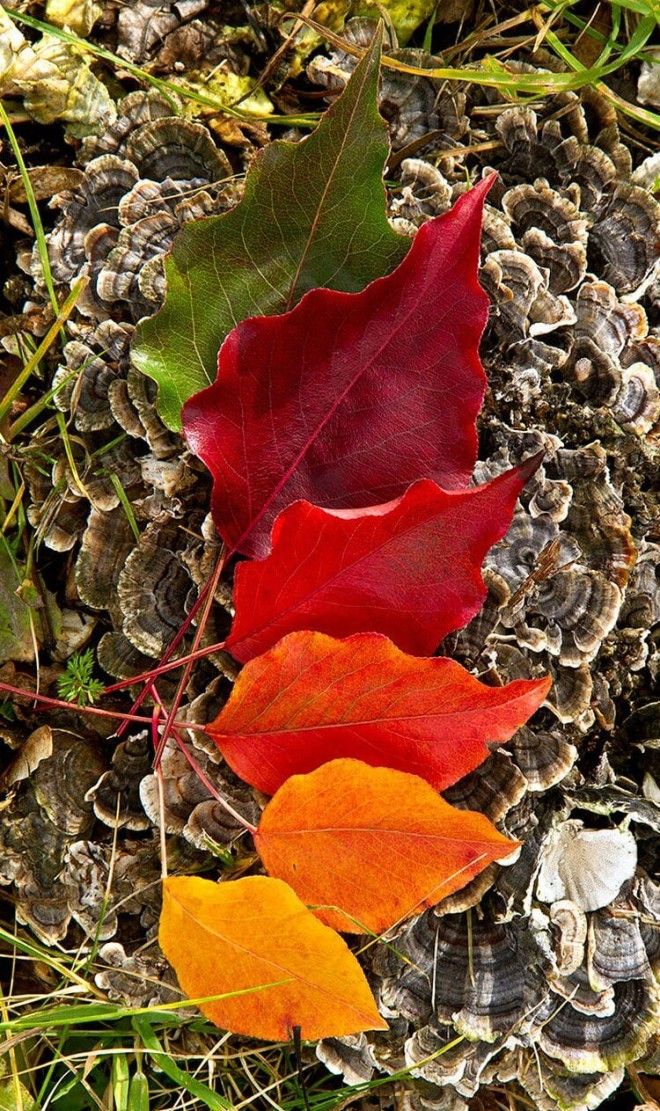 11 снимков на которых удалось запечатлеть всю палитру осени