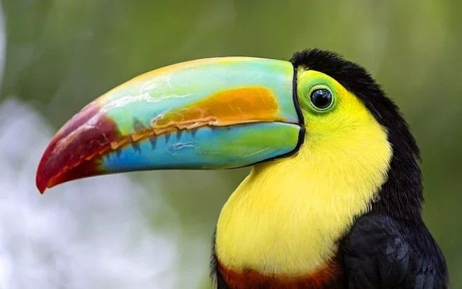 20 умопомрачительных фактов которые заставят вас открыть рот от удивления