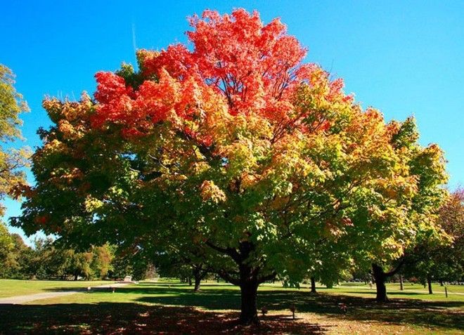 11 снимков на которых удалось запечатлеть всю палитру осени