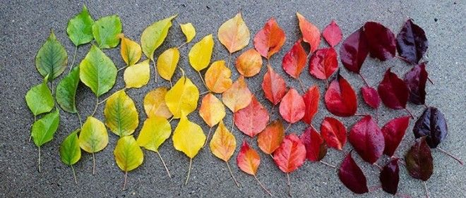 11 снимков на которых удалось запечатлеть всю палитру осени