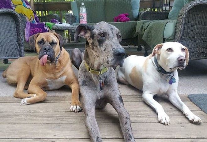 21 фото которые покажут как выглядит жизнь с большим количеством животных