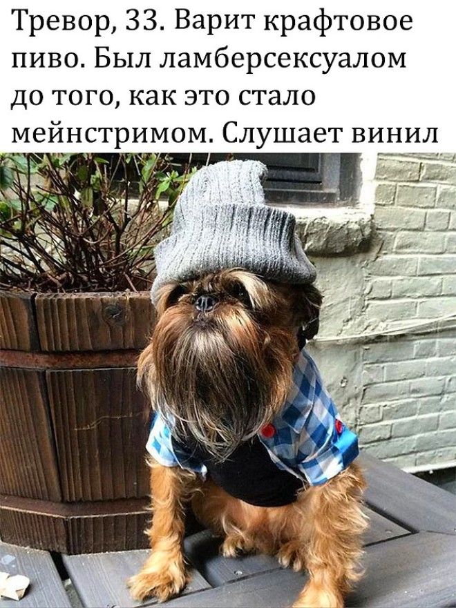 10 уморительных мемов с собаками которые напомнят вам коекого из знакомых