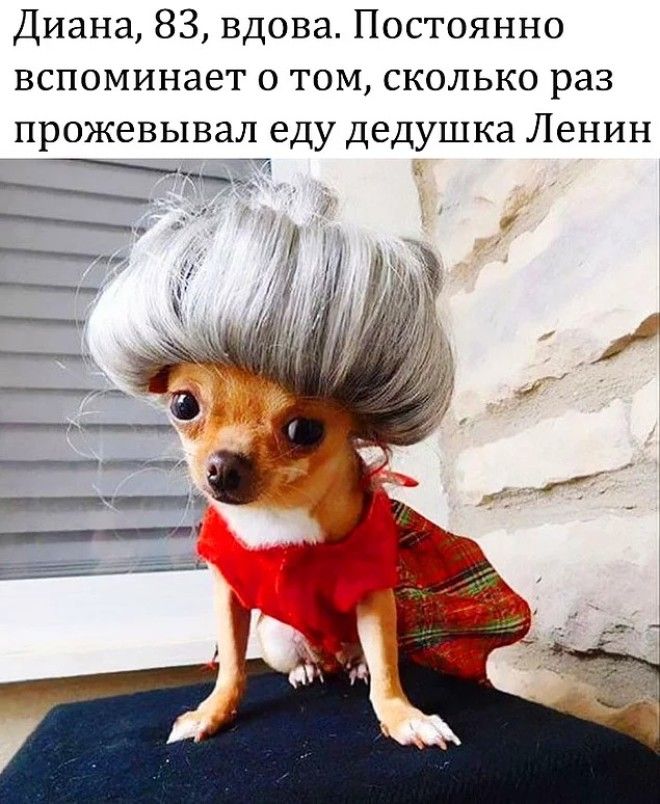 10 уморительных мемов с собаками которые напомнят вам коекого из знакомых