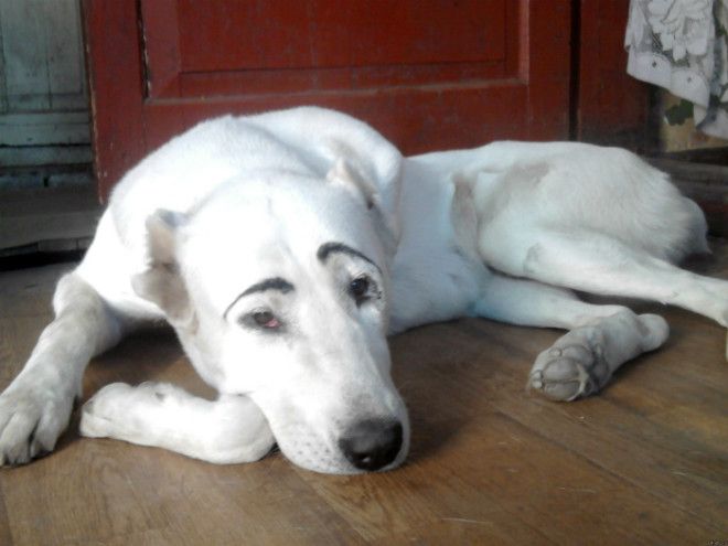 Забавные брови