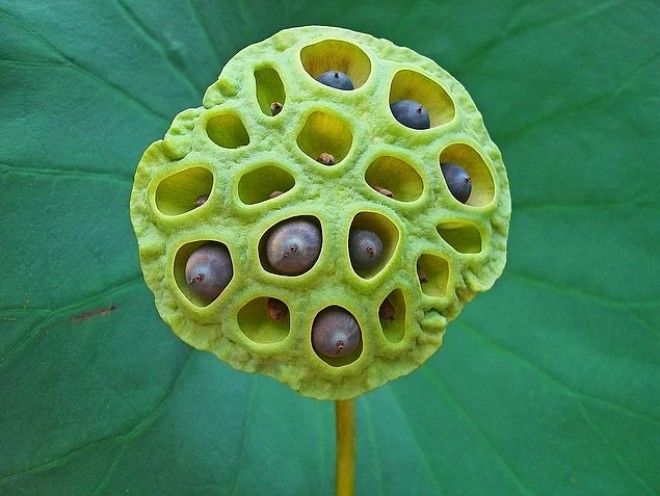 Досмотрев эти фото до конца вы узнаете какой фобией вы страдаете