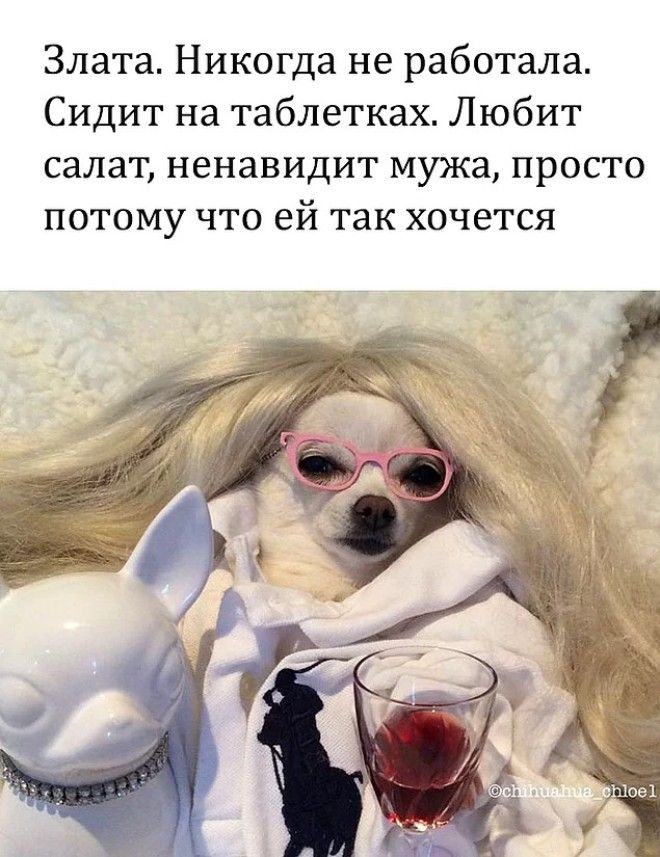 10 уморительных мемов с собаками которые напомнят вам коекого из знакомых