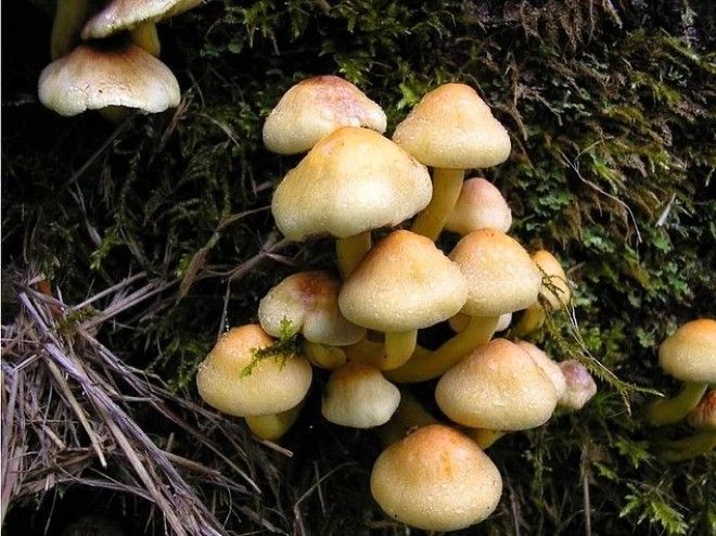 Досмотрев эти фото до конца вы узнаете какой фобией вы страдаете