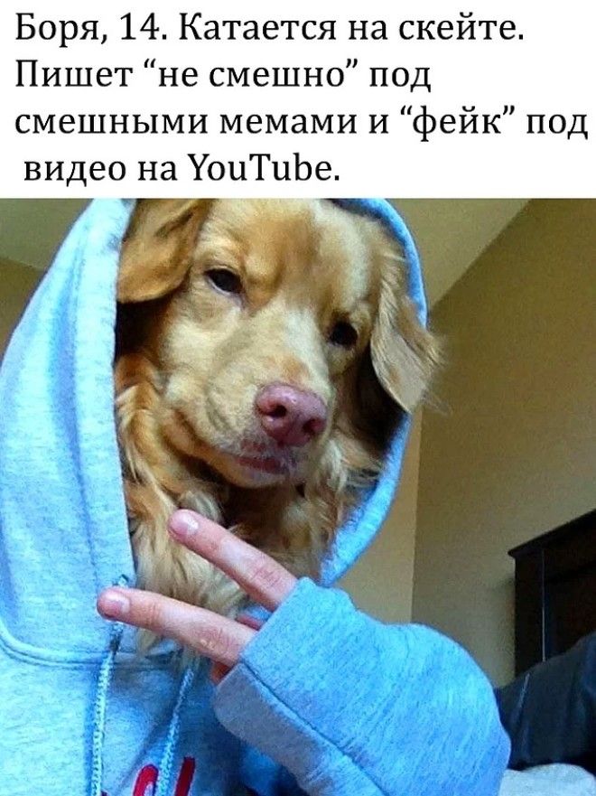 10 уморительных мемов с собаками которые напомнят вам коекого из знакомых