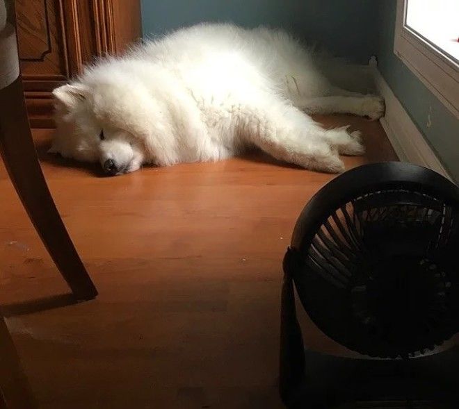 20 избалованных собак которые живут лучше чем все мы