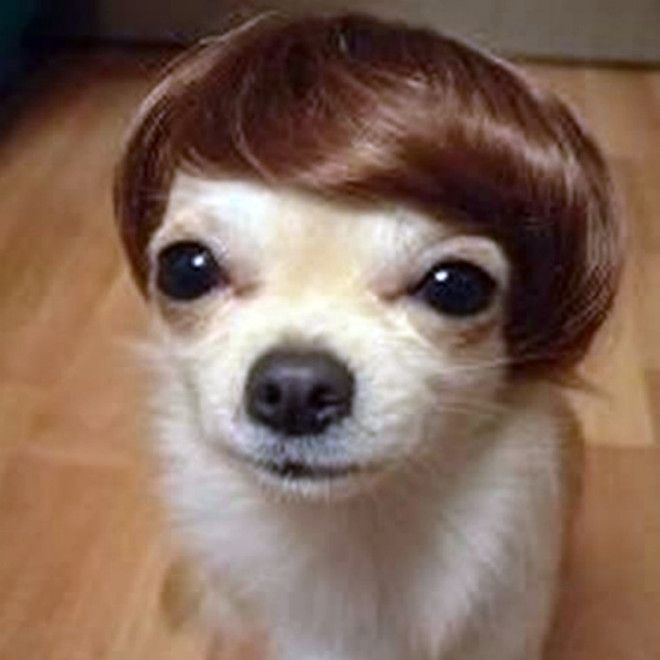 Чихуахуа в парике