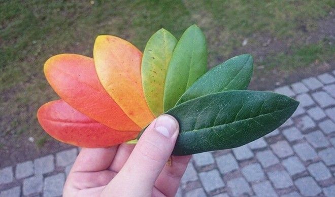 11 снимков на которых удалось запечатлеть всю палитру осени