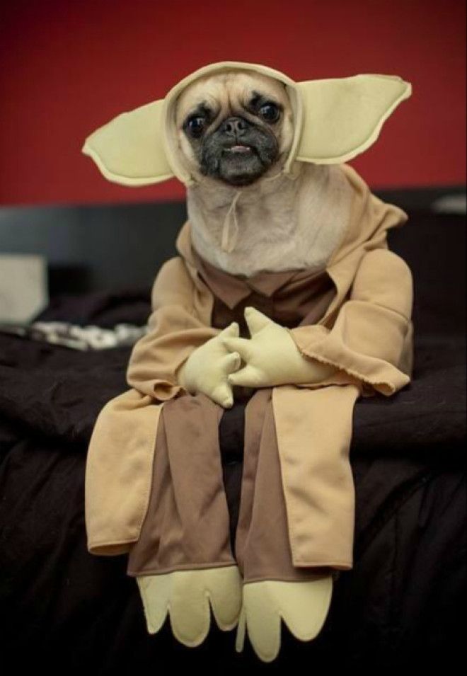 Собака фаната Звездных воин