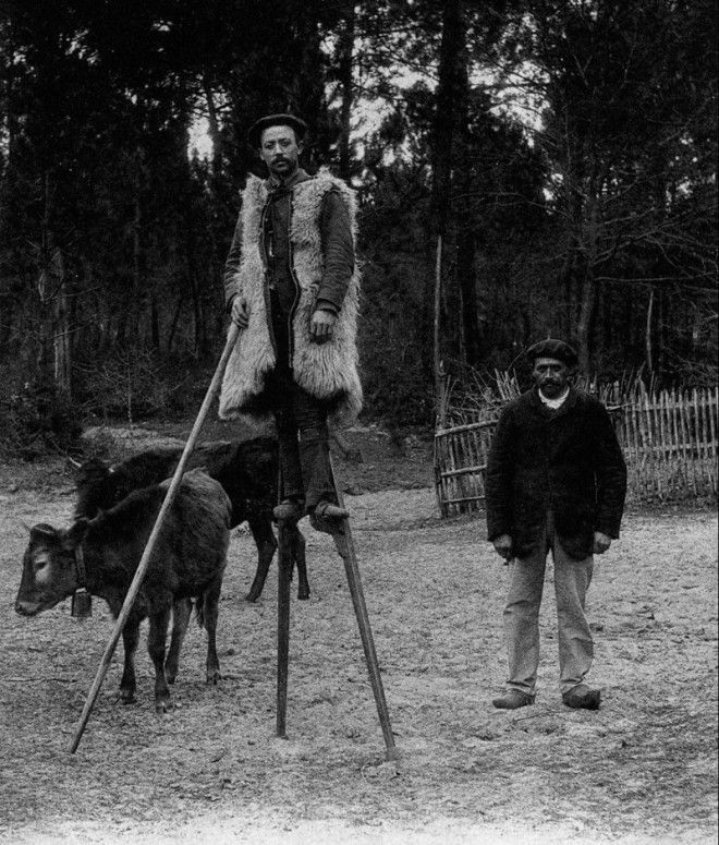 Удивительные факты про Пастухов на ходулях образ которых знаком каждому