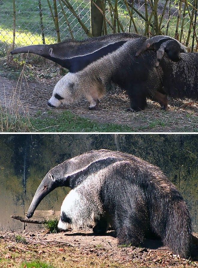 25 фото на которые придется посмотреть дважды чтобы понять что происходит