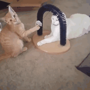 25 уморительных животных которые ведут себя как настоящие мерзавцы