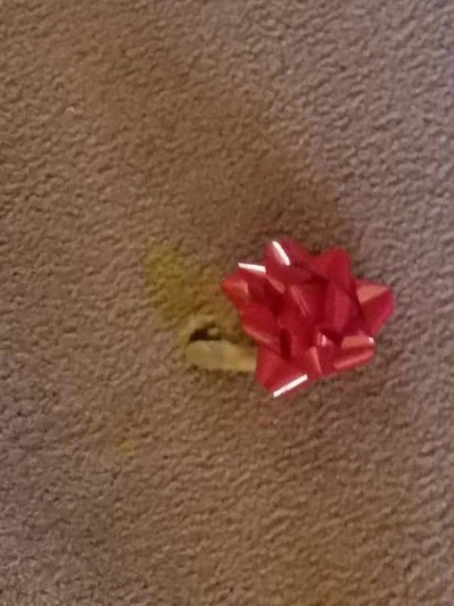 25 уморительных животных которые ведут себя как настоящие мерзавцы