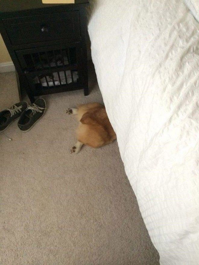 11 забавных фото детишек и зверушек которые не научились играть в прятки