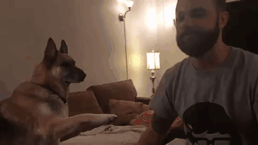 25 уморительных животных которые ведут себя как настоящие мерзавцы