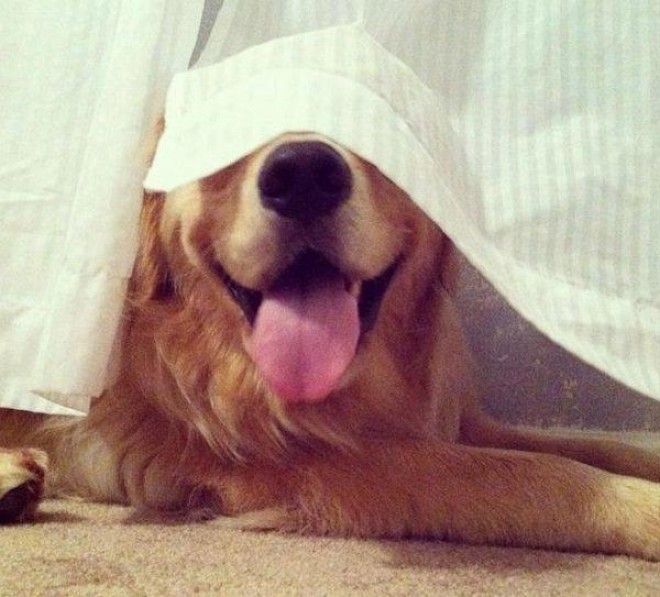 11 забавных фото детишек и зверушек которые не научились играть в прятки