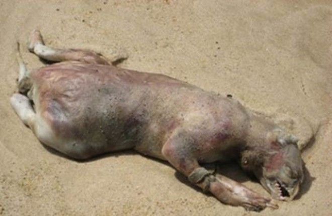 10 самых жутких найденных существ и кем они оказались на самом деле