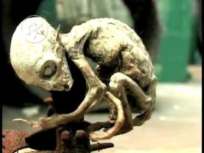 10 самых жутких найденных существ и кем они оказались на самом деле