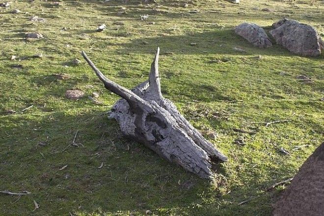 25 фото на которые придется посмотреть дважды чтобы понять что происходит