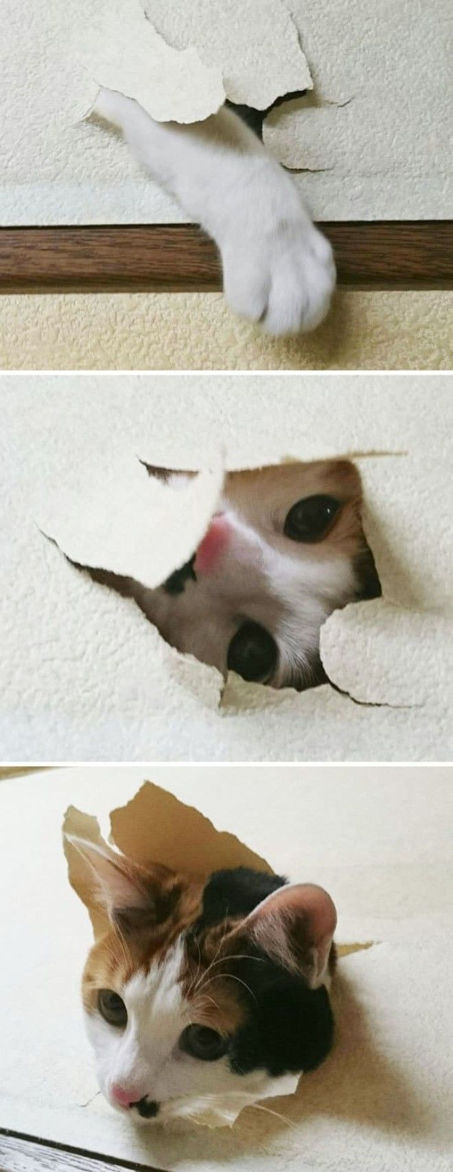 25 уморительных животных которые ведут себя как настоящие мерзавцы