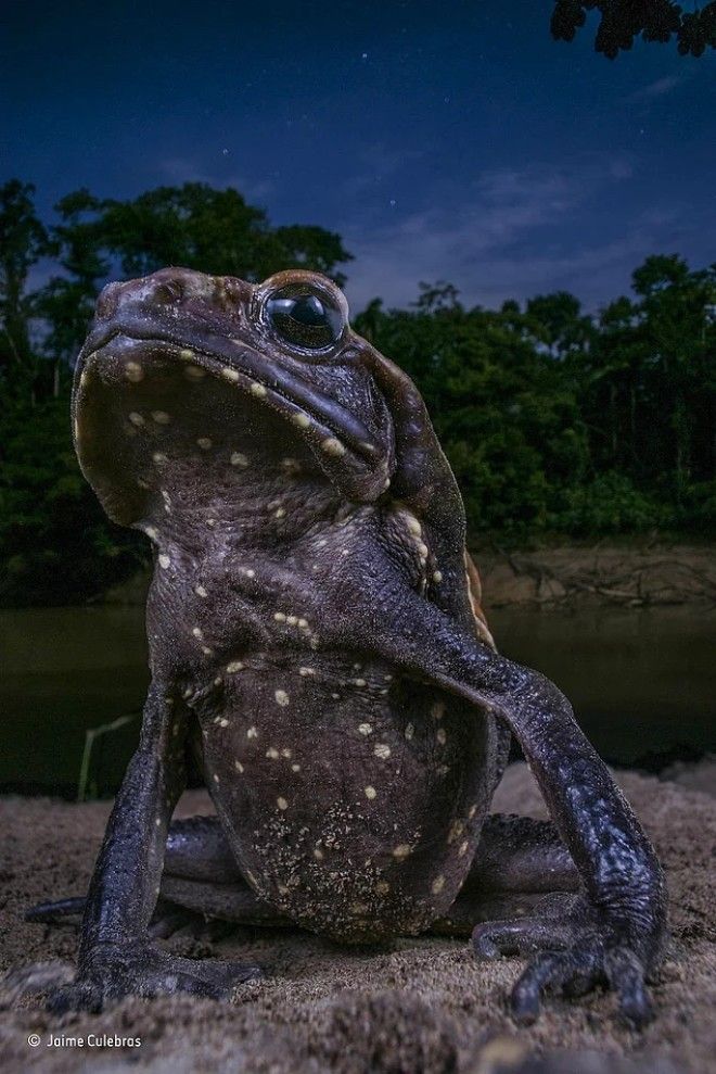 20 лучших фотографий дикой природы 2017 которые вас и расстроят и обрадуют