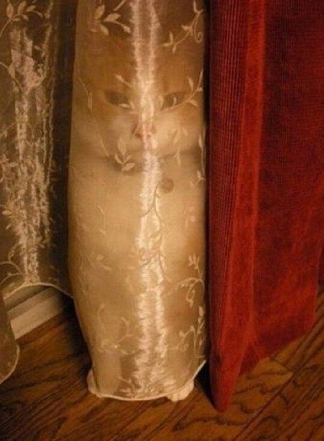 11 забавных фото детишек и зверушек которые не научились играть в прятки