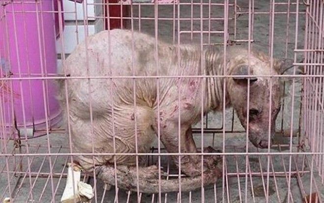 10 самых жутких найденных существ и кем они оказались на самом деле