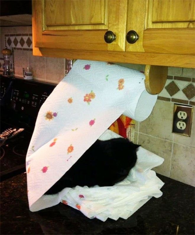 25 уморительных животных которые ведут себя как настоящие мерзавцы