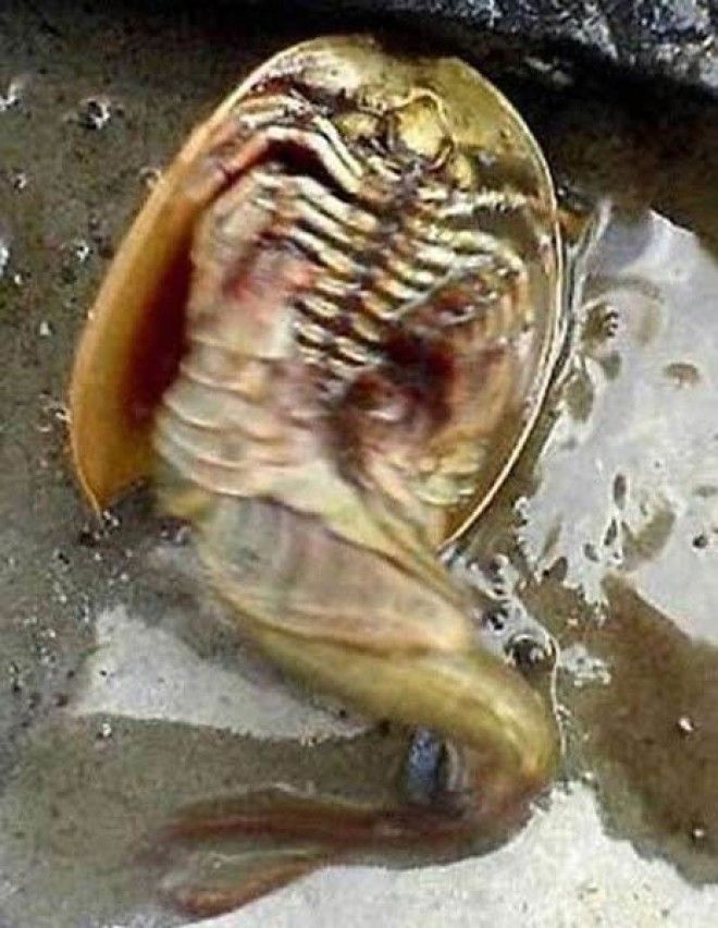 10 самых жутких найденных существ и кем они оказались на самом деле