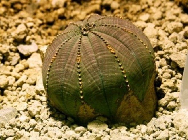 25 самых причудливых растений мира