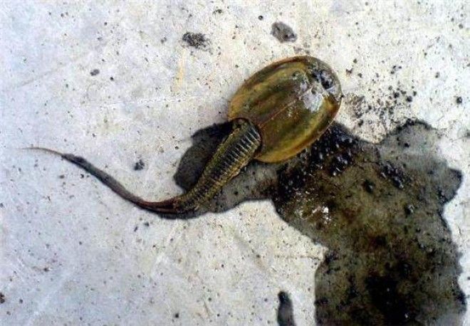 10 самых жутких найденных существ и кем они оказались на самом деле