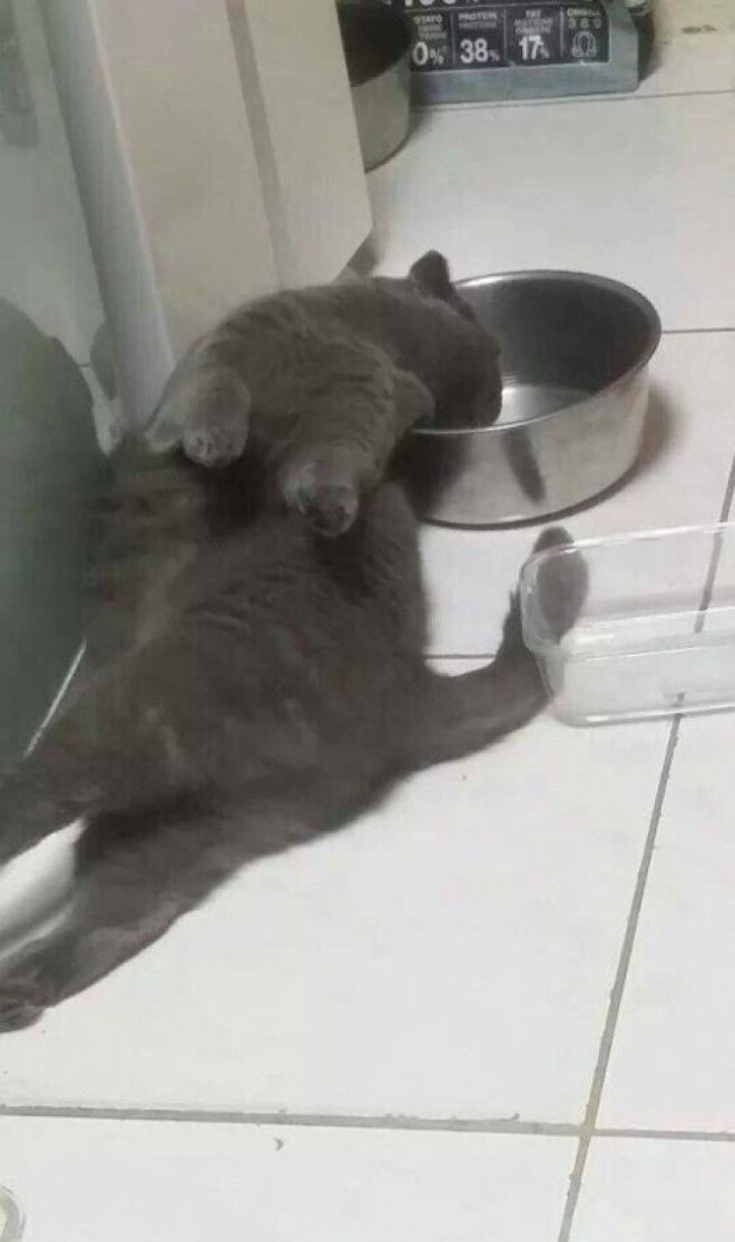 Чудокотики которые сломали систему